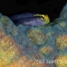 goby_sharknose_bcf_nwp_h_0048_tci0062.jpg